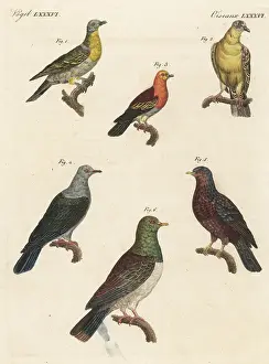 Pigeon species including extinct Norfolk Island pigeon