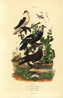 Fries Prints: Pigeon varieties, Columba livia: hirondelle