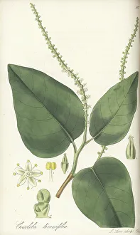 Pigeonplum tree, Coccoloba diversifolia