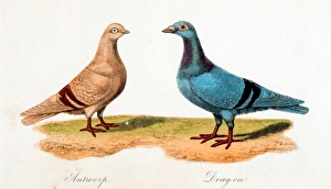 Treatise Gallery: Pigeons: Antwerp, Dragon