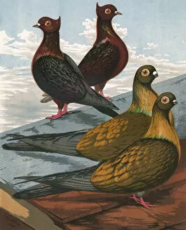 Pied Gallery: Pigeons - Archangels and Swifts, Fancy Breeds