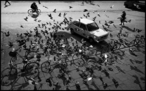 Pisa Prints: Pigeons and bicycles Piazza Cavilieri, Pisa, Italy