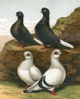 Tails Prints: Pigeons - Black Capuchins and Damascenes