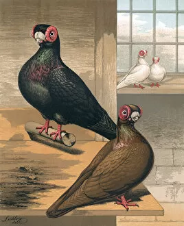 Pigeons - Black and Dun Barbs, English Fancy Breed