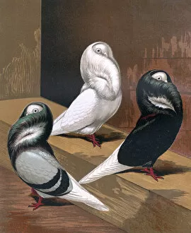 Pigeons - Blue, White and Black Jacobins, Fancy Breed