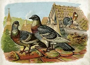 Images Dated 13th April 2012: Pigeons and doves on rooftops