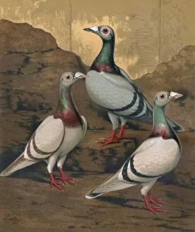 Aesthetic Gallery: Pigeons - Three Dragoons, Birmingham Fancy