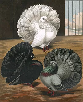 Features Gallery: Pigeons - English Fantails or Garden Fantails