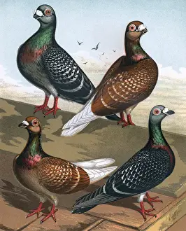 Faced Prints: Pigeons - Show and Flying Antwerps, Fancy Breed