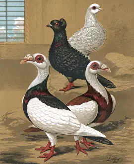 Headed Prints: Pigeons - Frill-Backs and Scandaroons, Fancy Breed