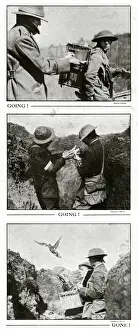 Messenger Prints: Pigeons for message-carrying WWI