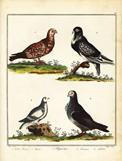 Recreation And Amusement Prints: Pigeons: Polish pigeon, pouter, ptarmigan and turbit