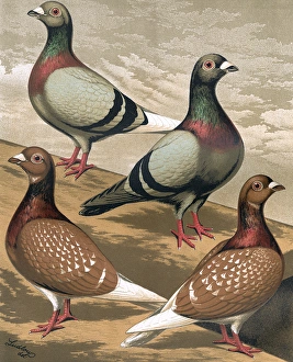 Pigeons - A portrait of four Homing Pigeons Pigeons - A portrait of four Homing Pigeons