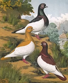 Pigeons - A Portrait of Three Magies, German Toy Breed