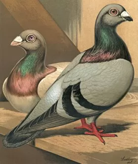 Pigeons - A Portrait of a Silver and Blue Runt, Fancy Breed
