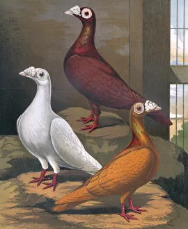 Pigeons - Red, White and Yellow Dragoons, London Fancy Breed
