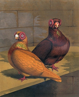 Selective Breeding