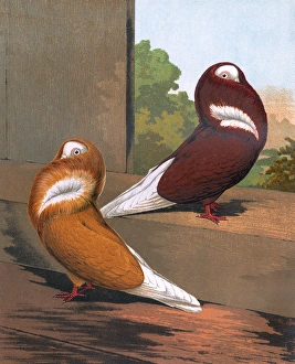Features Gallery: Pigeons - Red and Yellow Jacobins, Fancy Breed