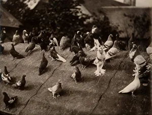 Loft Prints: Pigeons on roof