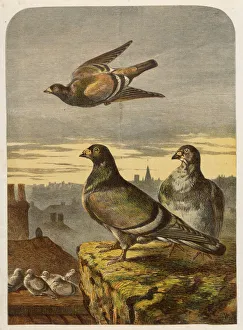 1860 Collection: Pigeons on Rooftops