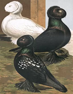 Pigeons - Three Russian Trumpeters, Fancy Breed