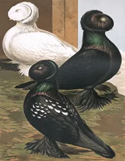 Details Prints: Pigeons - Three Russian Trumpeters, Fancy Breed