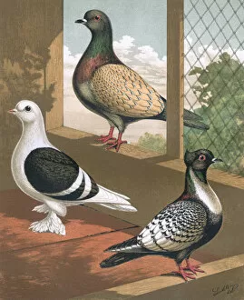 Pied Gallery: Pigeons - Shield, Hyacinth, Suarbian, German Toy Breeds
