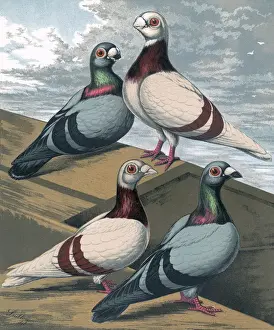 Faced Prints: Pigeons - Short and Long-Faced Antwerps, Fancy Breed