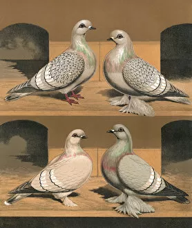 Details Gallery: Pigeons - Varieties of Ice Pigeons, Fancy Breed