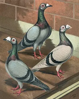 Details Prints: Pigeons - Young and Old, Blue and Silver Dun Dragoon