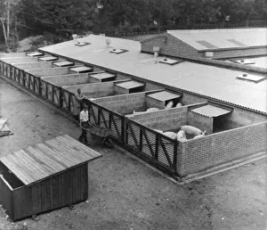 Piggery, Norwich