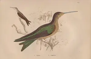 Hummingbirds Prints: Pigmy hermit, Phaetornis pygmaeus, and gigantic
