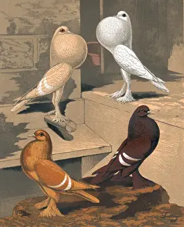 Two Pigmy Pouters and Two Isabel Pigeons