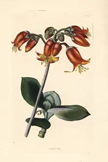 Succulent Prints: Pigs ear or round-leafed navel-wort, Cotyledon orbiculata