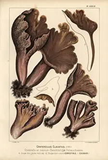 Ears Prints: Pigs ears mushroom, Gomphus clavatus, Craterellus
