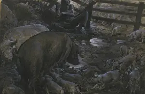 Pigs and man