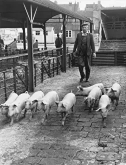 Pigs to Market