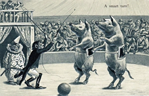 Pigs and monkeys in a circus on a postcard