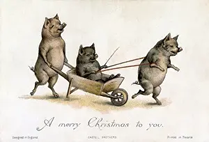 Wheelbarrows Prints: Pigs playing with a wheelbarrow