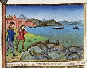 Navigating Collection: Pigs are thrown into the sea and drown. Codex of Predis (147