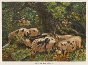 Represent Prints: Pigs in Wood 1862