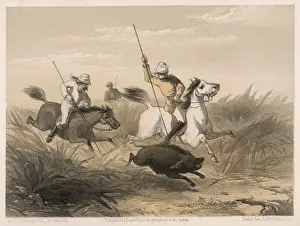 Pigsticking, India