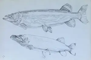 Fresh Water Prints: Pike - pencil studies