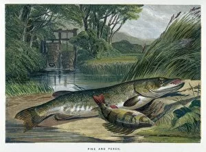 Mixed Gallery: A Pike and a Perch
