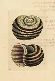 Conchology Prints: Pila ampullacea