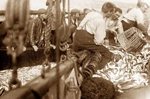 Pilchard fishing in Cornwall with Seine net