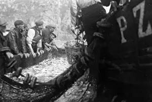 Pilchard Fishing in Cornwall using seine nets early 1900s