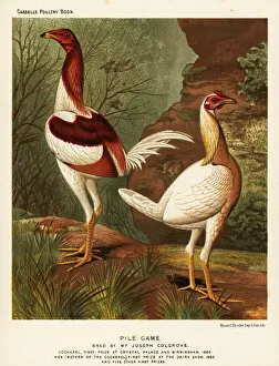 Brooks Collection: Pile game, cock and hen