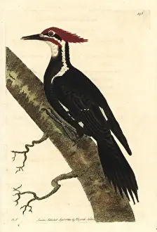 Pileated woodpecker, Dryocopus pileatus