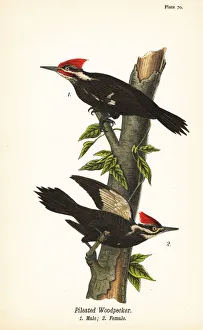 Pileated woodpecker, Dryocopus pileatus